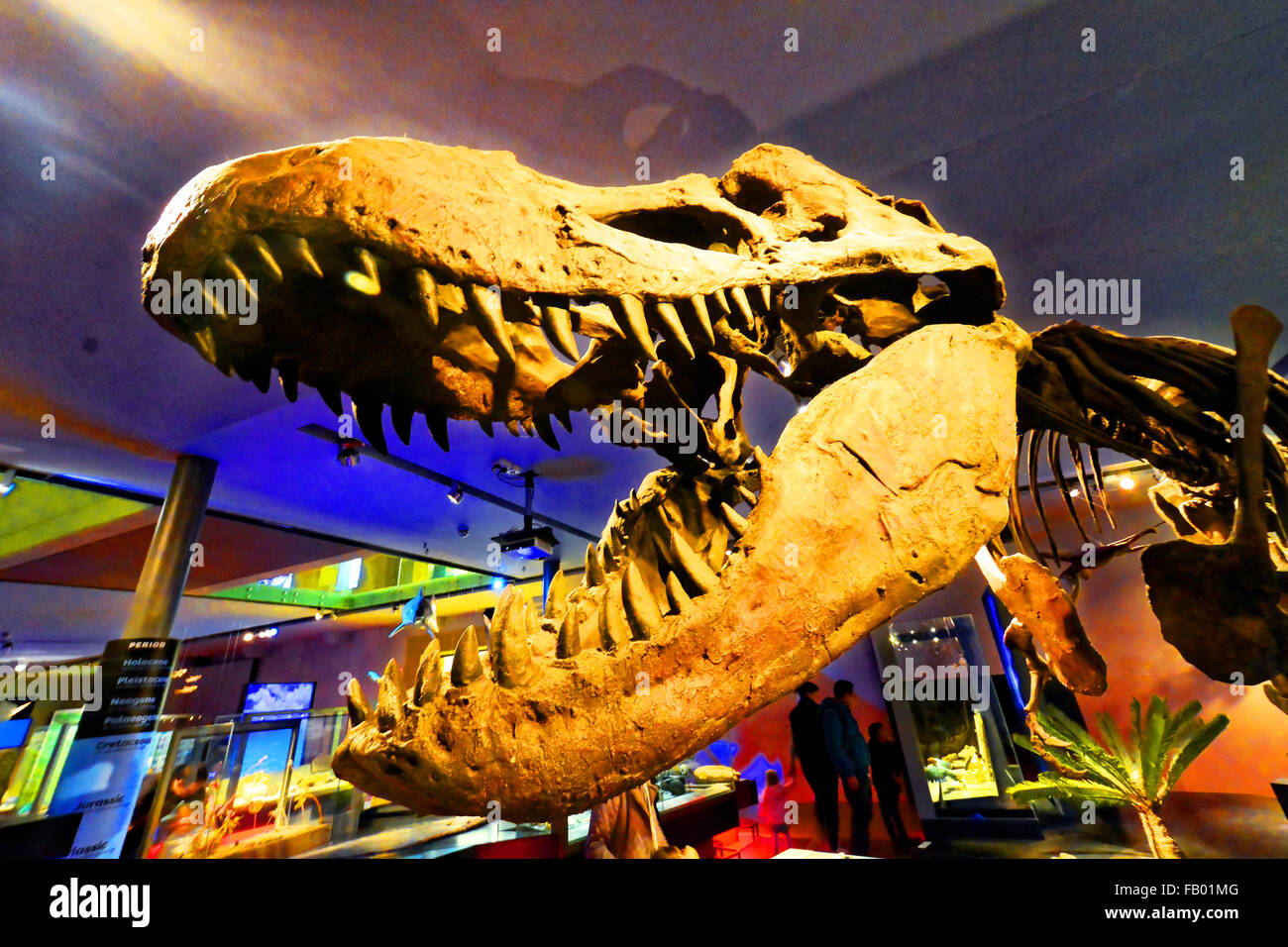 Hancock Museum Newcastle T Rex Foto Stock