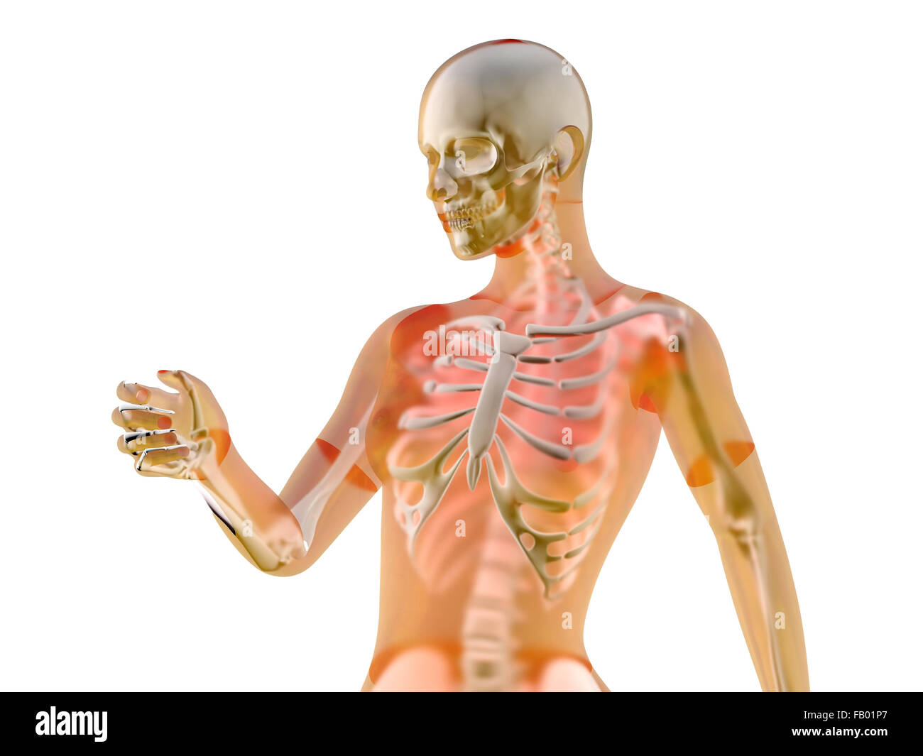 Femmina umana scheletro pongono permanente su bianco. Vista frontale. 3D  illustrazione Foto stock - Alamy