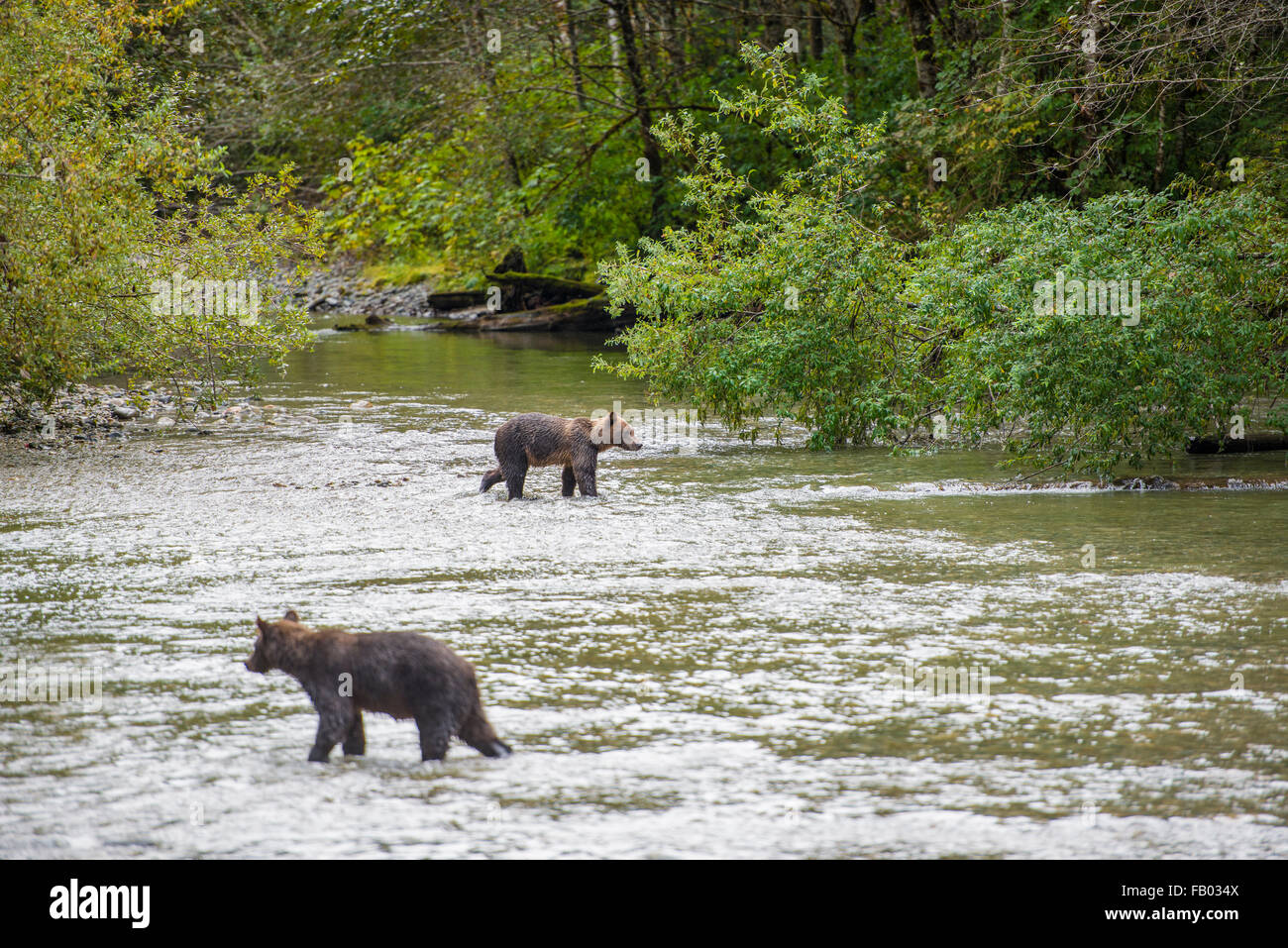 Grizzly continentale (Ursus arctos horribilis) passeggiate in acqua, Bute ingresso, Isola di Vancouver, British Columbia, Canada Foto Stock