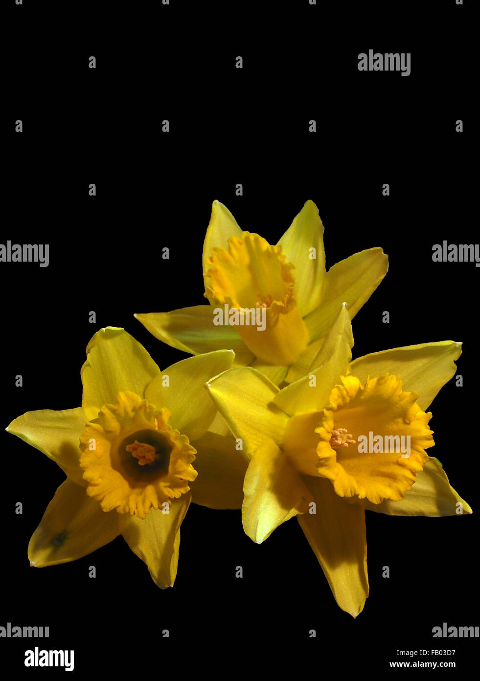 Daffodil,narcisi,fiori gialli, molla ,fiori di primavera,mazzo di fiori,bouguet di fiori su sfondo nero Foto Stock