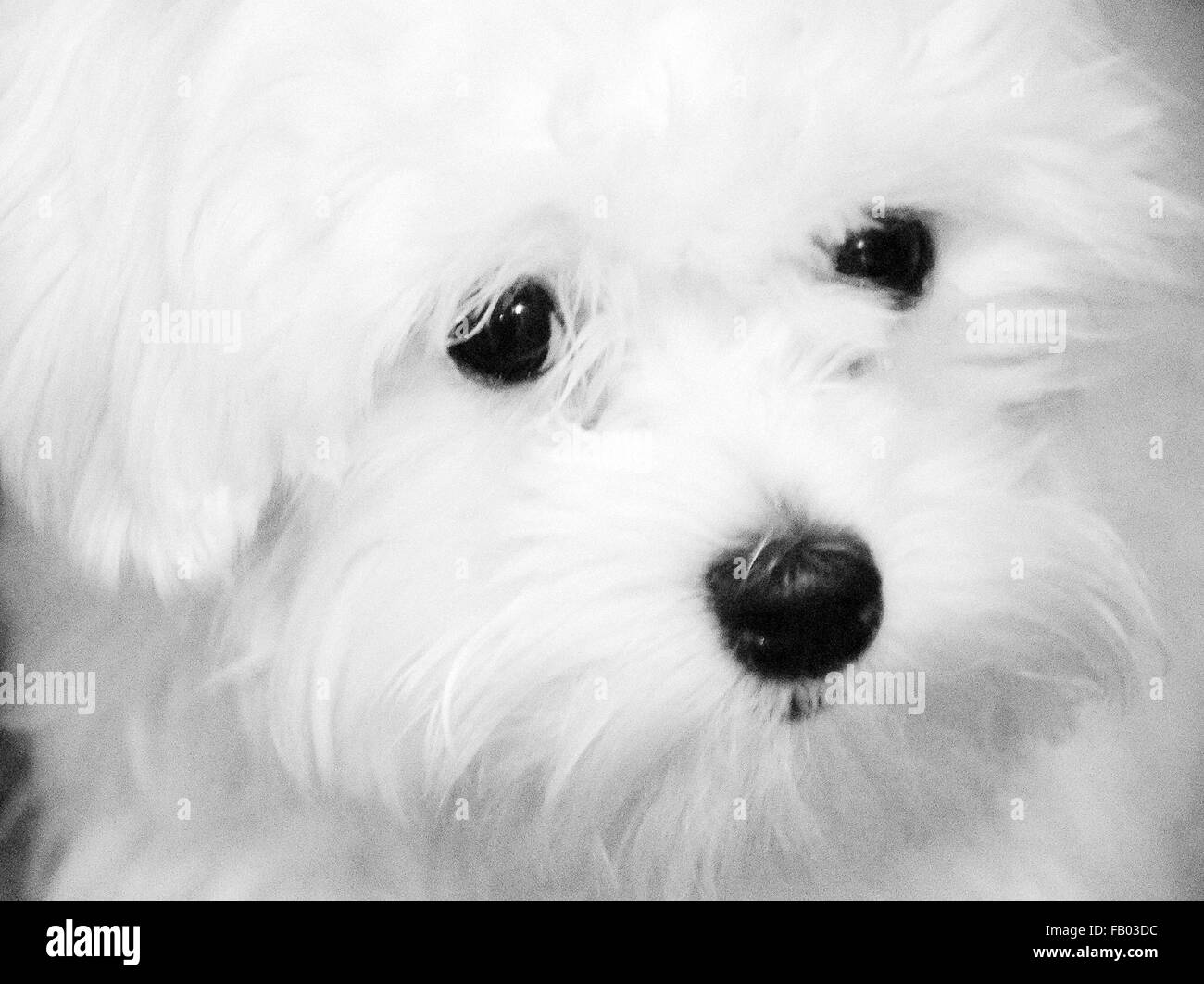 Film in bianco e nero del nostro bellissimo cane Maltese. Foto Stock
