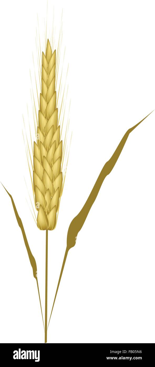 Concetto ambientale, illustrazione vettoriale di Golden grani maturi con le foglie essiccate di isolati su sfondo bianco. Illustrazione Vettoriale