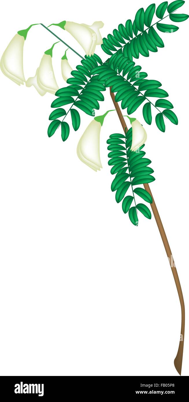 Vegetali e le erbe, illustrazione vettoriale di Agasta vegetale o ronzio Bird pianta con foglie e Blossom isolato sul retro bianco Illustrazione Vettoriale