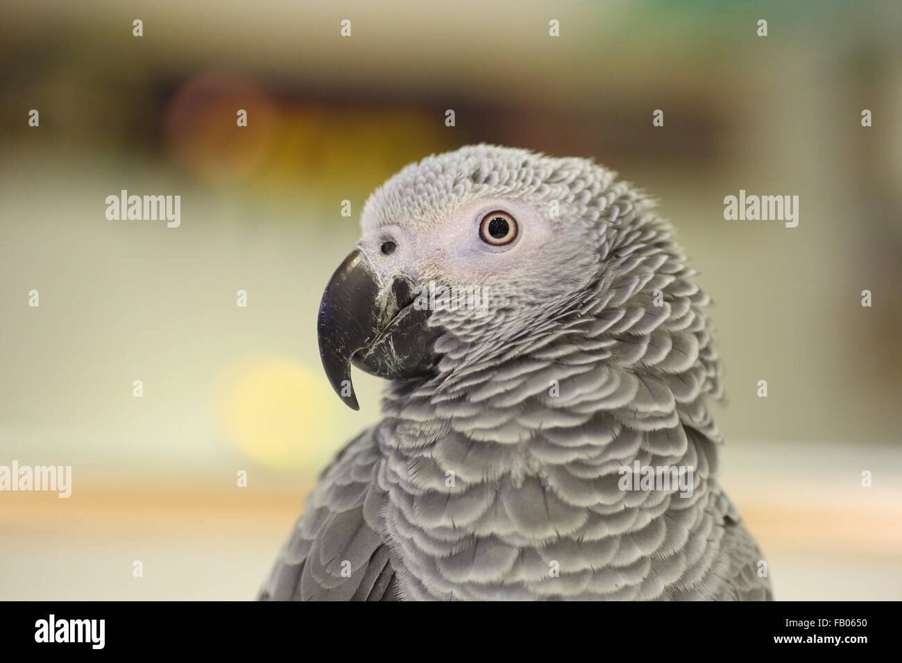 Gray Parrot (Psittacus erithacus) close up Foto Stock