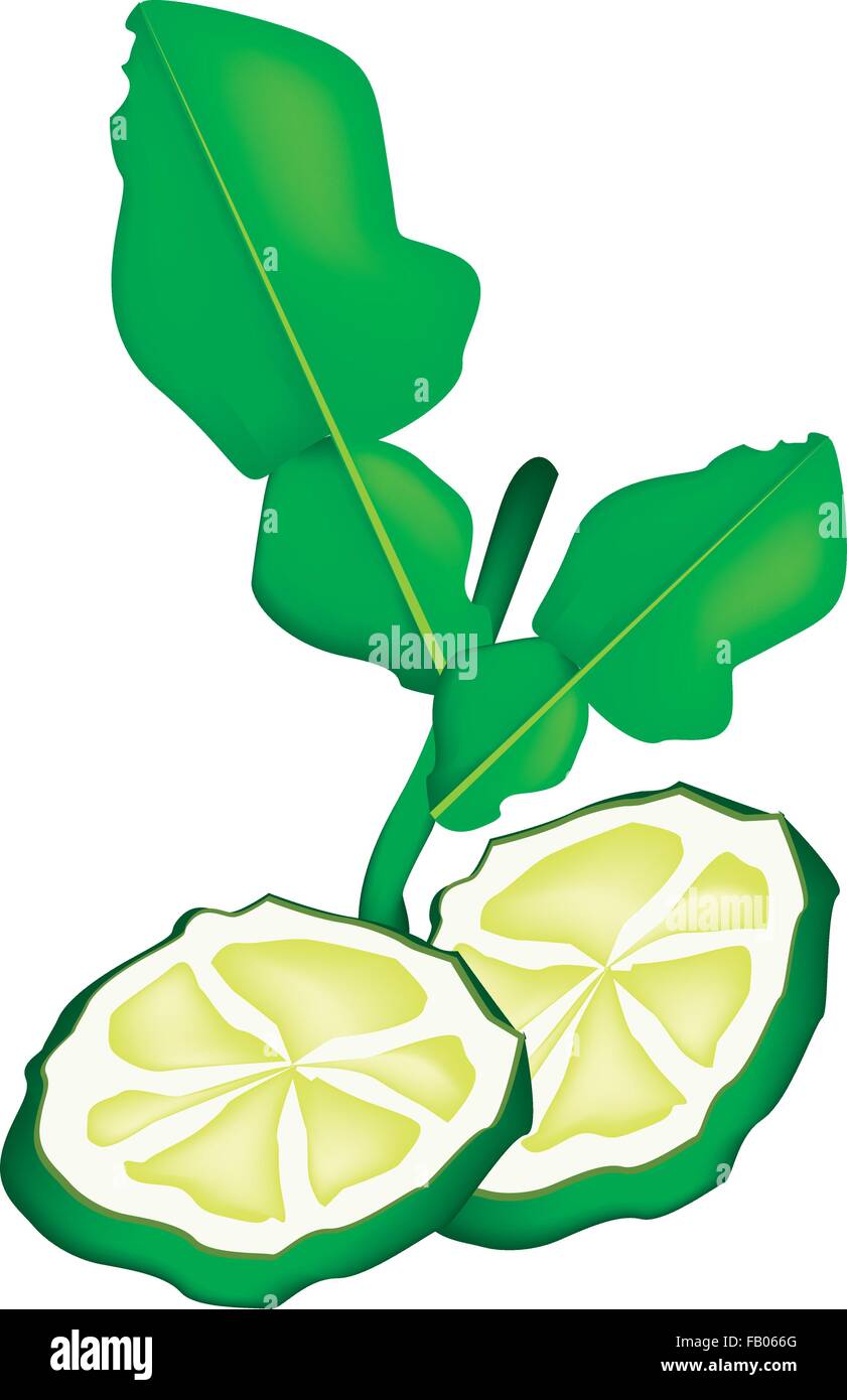 Vegetali e le erbe, illustrazione vettoriale di un fresco affettato Combava o Bergamotto frutti con foglie verdi isolato sul retro bianco Illustrazione Vettoriale