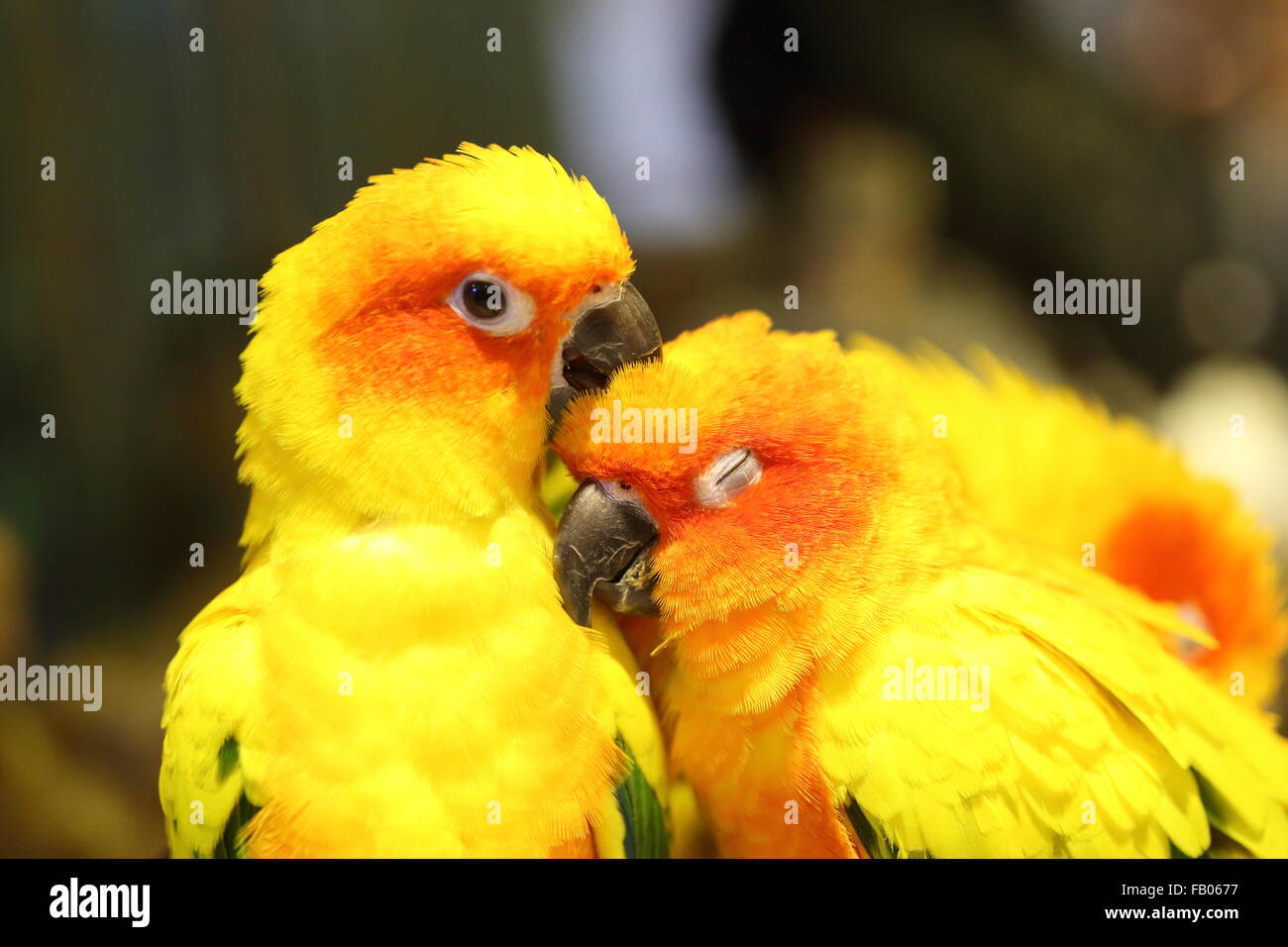 Sun Conure ( Aratinga solstitialis solstitialis) Foto Stock