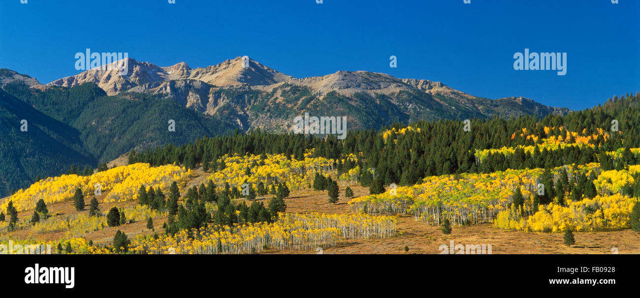 Panorama di Aspen in autunno a colori al di sotto del centenario montagne vicino Henry's lake, Idaho Foto Stock