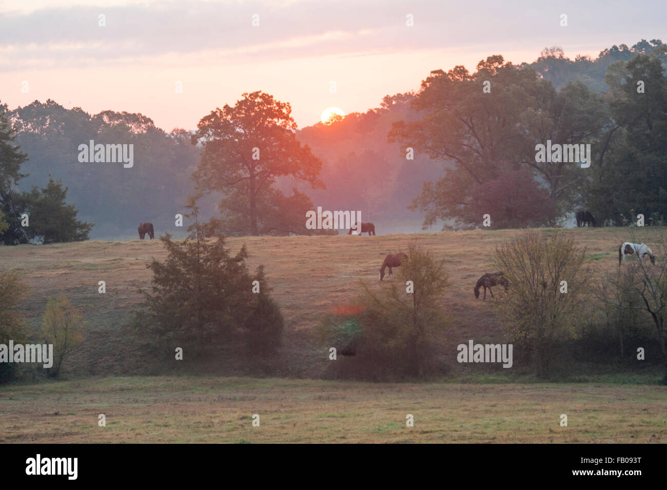 Cavalli al pascolo autunno colline del fiero spirito Horse Rescue, Mena, Arkansas Foto Stock