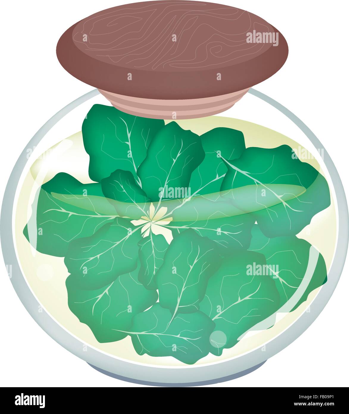 Vegetali, una illustrazione di Collard decapata o cavolo verde in salamoia di aceto e sale in un barattolo di vetro isolato su bianco Bac Illustrazione Vettoriale