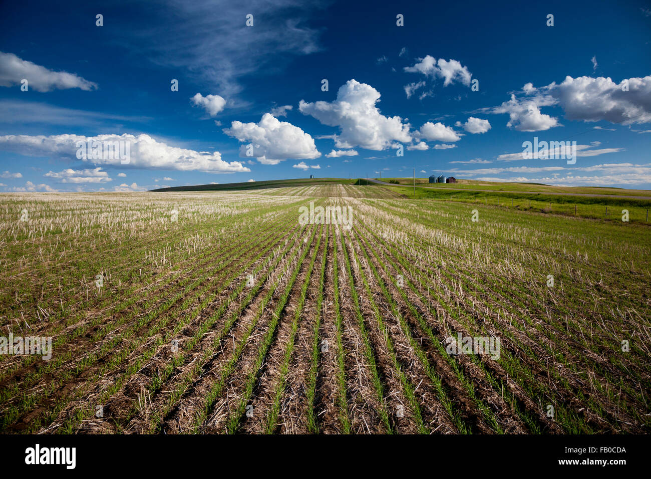 Recentemente raccolte campo di grano sulle grandi pianure di Alberta, Canada. Foto Stock Recentemente raccolte campo di grano sulle grandi pianure di Alberta, Canada. Foto Stock