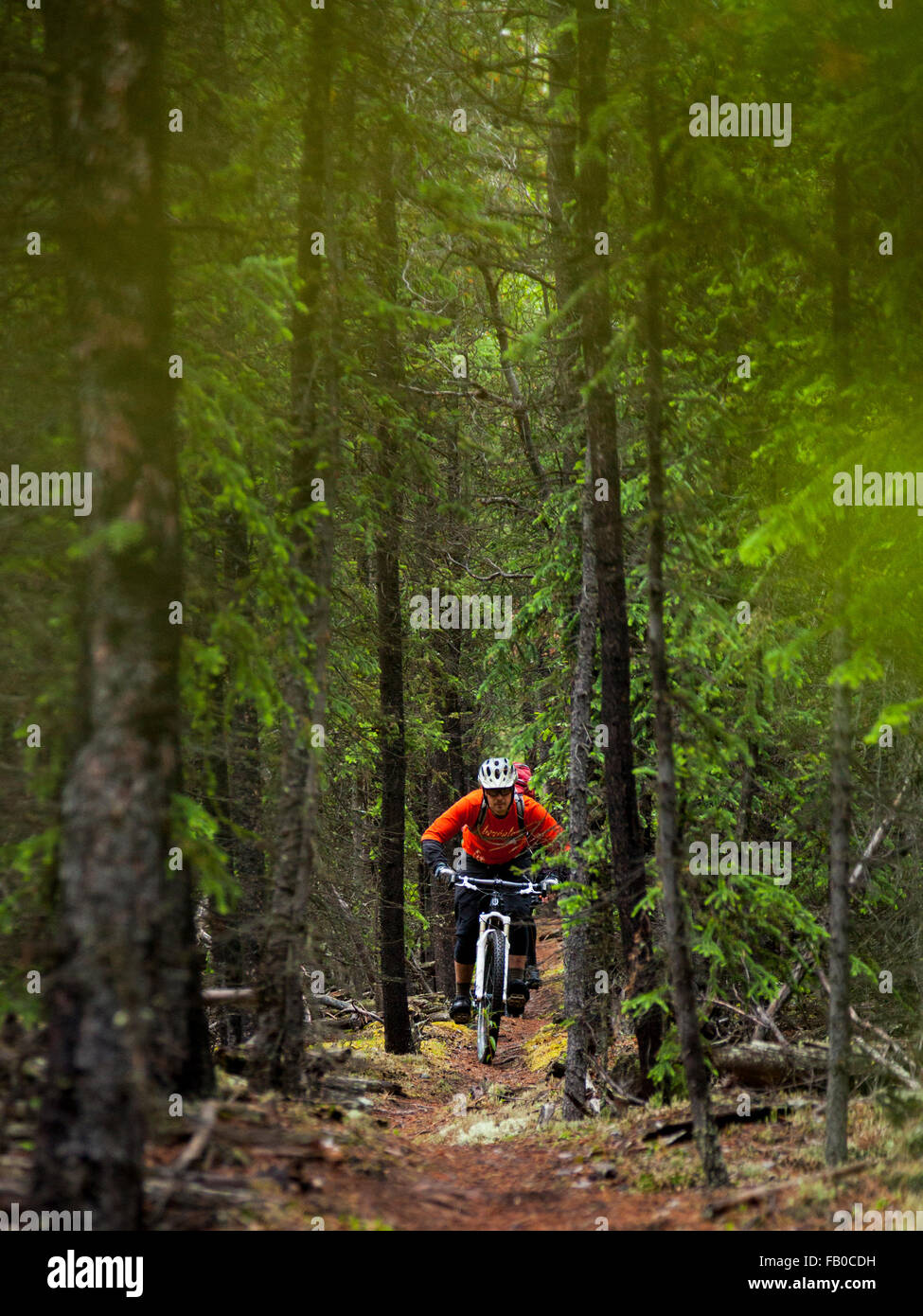 Sylvain di esploratori Boréale mountain bike su un sentiero nel territorio dello Yukon, Canada. Foto Stock