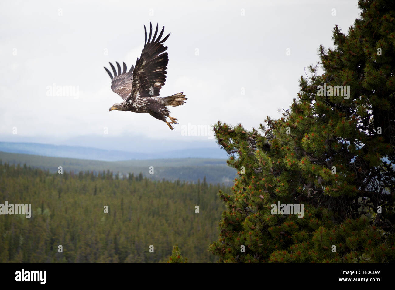 Eagle di prendere il volo sopra le foreste boreali del Canada è Yukon Territory Foto Stock