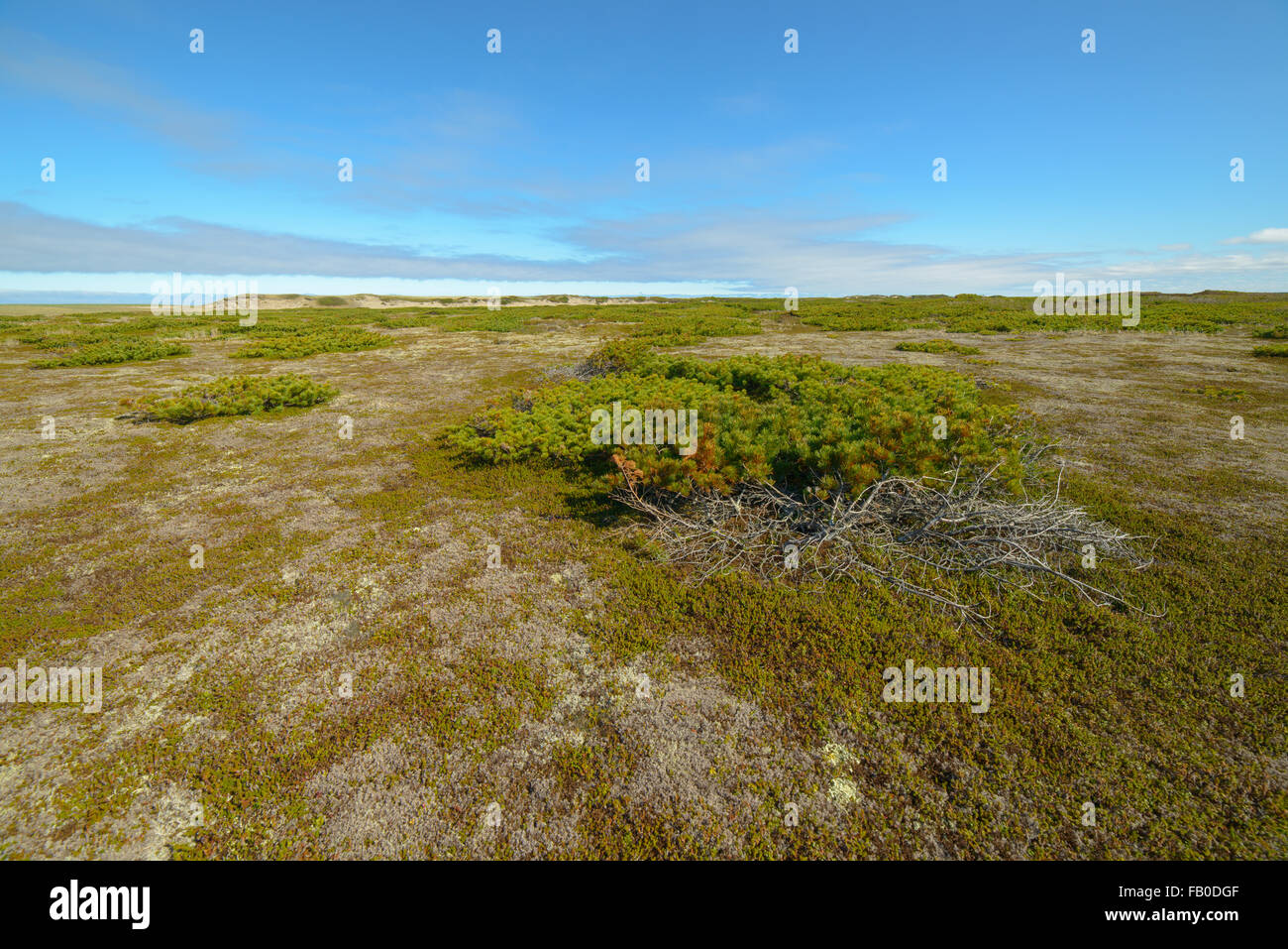 La natura, la flora e la fauna della parte settentrionale dell'isola di Sakhalin, Russia. Paesaggi, paesaggi marini, animali. Spiedo di sabbia Piltun. Foto Stock