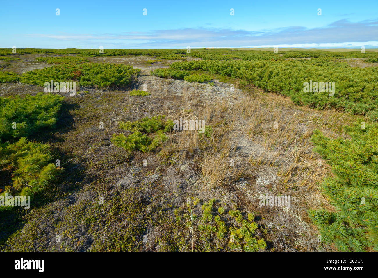 La natura, la flora e la fauna della parte settentrionale dell'isola di Sakhalin, Russia. Paesaggi, paesaggi marini, animali. Spiedo di sabbia Piltun. Foto Stock
