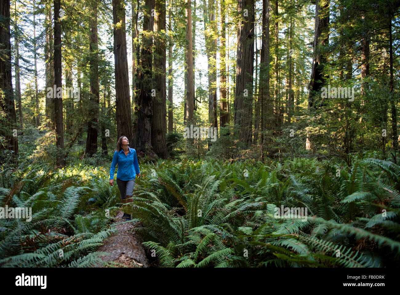 Una donna che cammina su un log in un boschetto di felci guarda fino alla foresta di Lady Bird Johnson Grove al Parco Nazionale di Redwood. Foto Stock