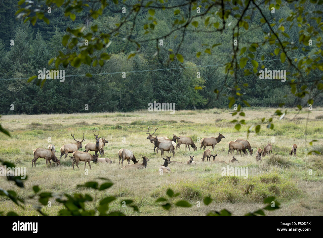 Protetto alci pascolare nel prato di Elk, parte del Prairie Creek Redwoods State Park nel nord della California, Stati Uniti d'America. Foto Stock