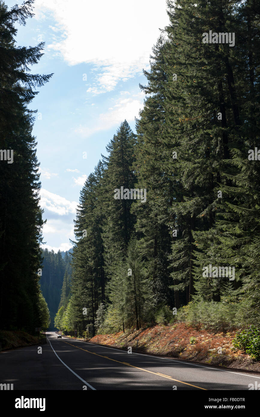 Il fiume McKenzie autostrada è rivestito con alberi sempreverdi, parte della Willamette National Forest in Oregon. Foto Stock