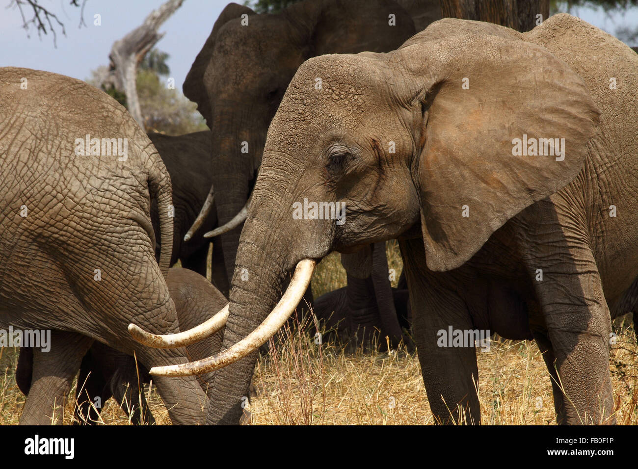 Colpo alla testa di un bush africano Elefante africano (Loxodonta africana)con grandi zanne Foto Stock