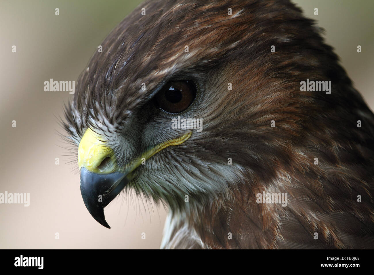 La poiana (Buteo buteo) Foto Stock