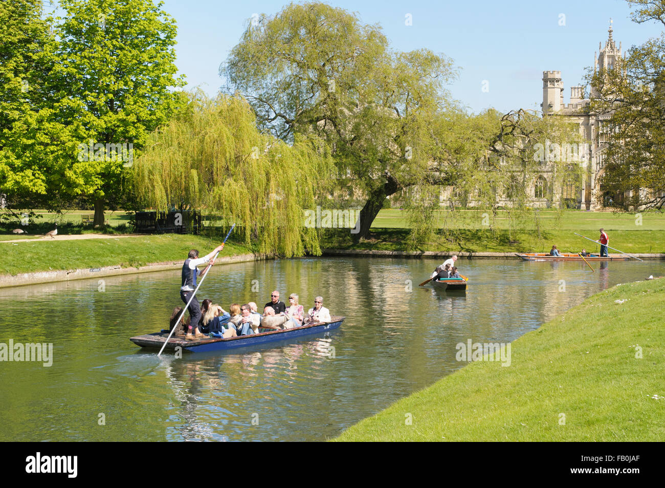 Punting sul fiume Cam dietro i collegi in una zona denominata i dorsi, Cambridge, Inghilterra, Regno Unito Foto Stock