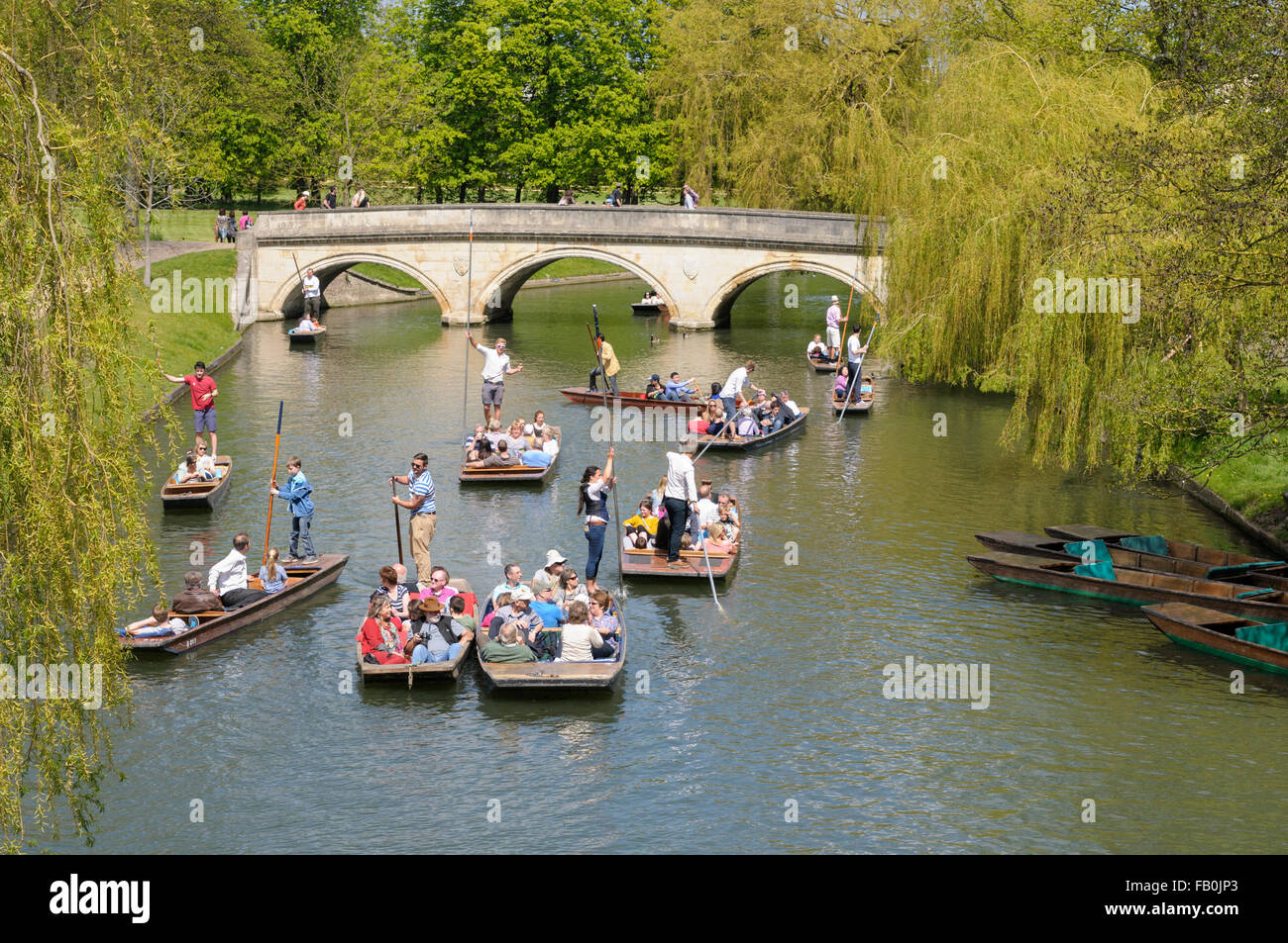 Punting sul fiume Cam dietro i collegi in una zona denominata i dorsi, Cambridge, Inghilterra, Regno Unito Foto Stock