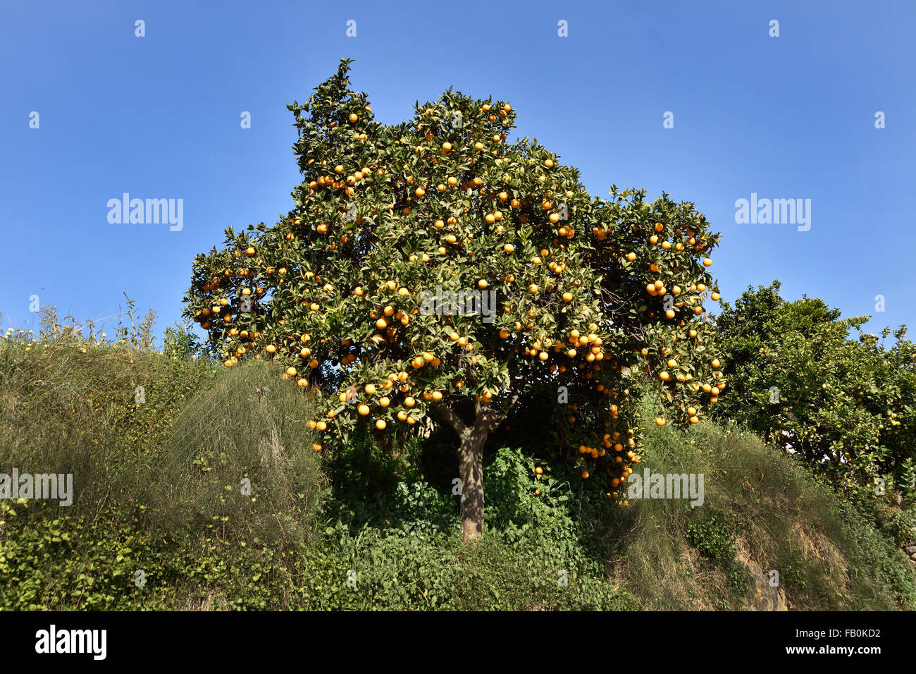 Spagnolo SPAGNA Andalusia ( Sierras di Tejeda, Almijara e Almara Parco Naturale ) Foto Stock