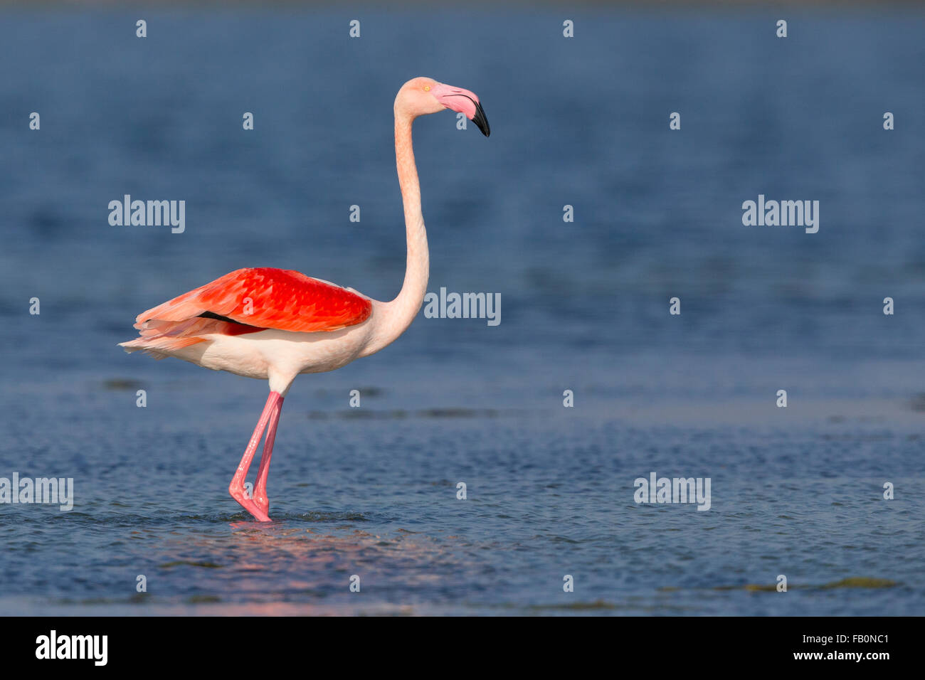 Fenicottero maggiore (Phoenicopterus roseus), Adulto in piedi in acqua, Salalah, Dhofar, Oman Foto Stock