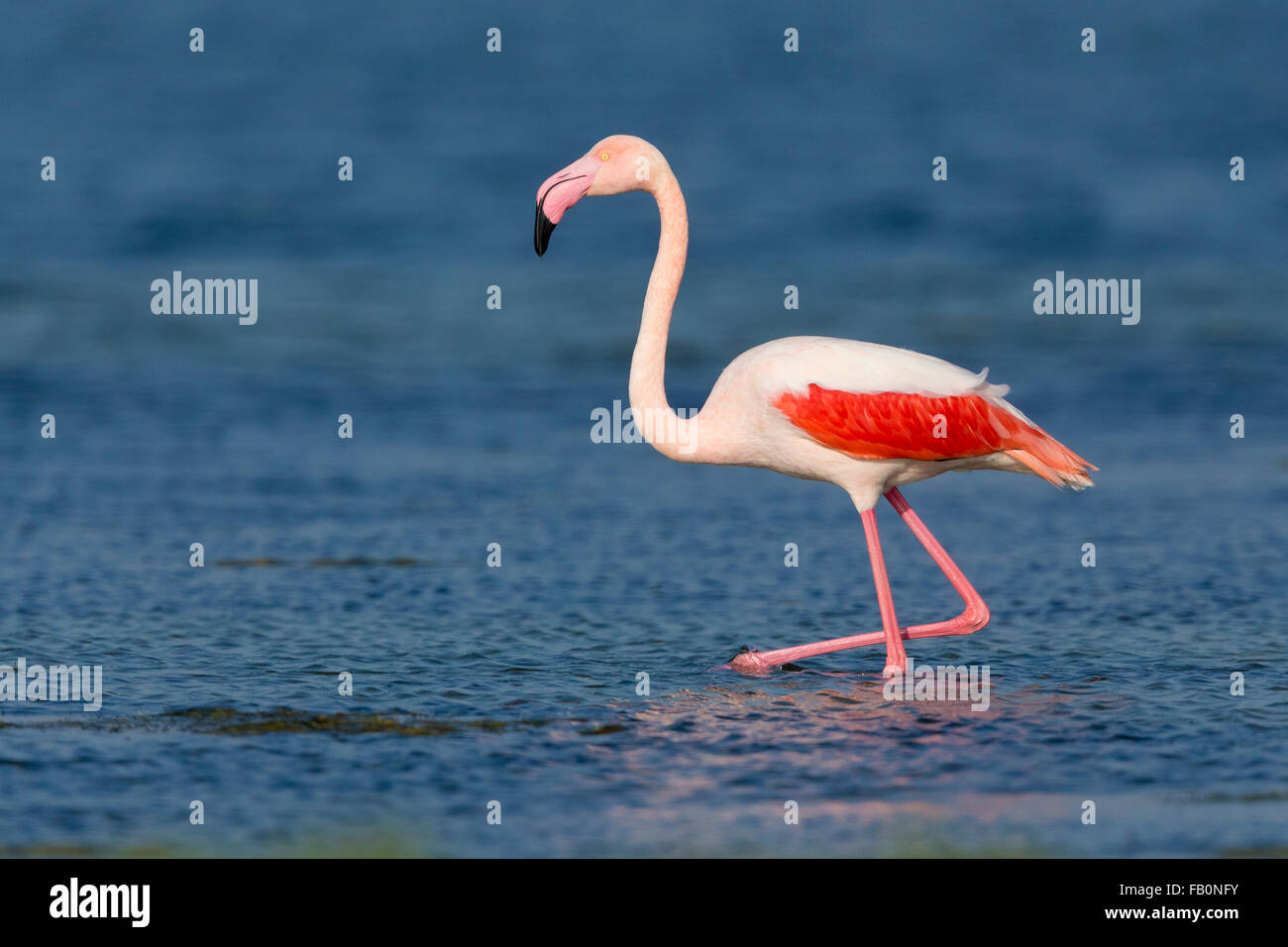 Fenicottero maggiore (Phoenicopterus roseus), in piedi in acqua, Salalah, Dhofar, Oman Foto Stock