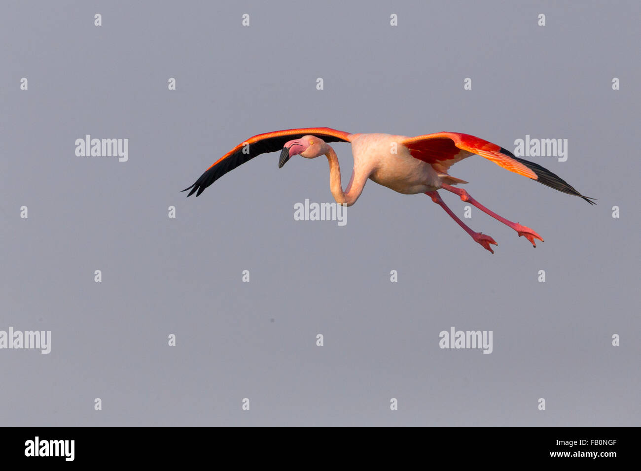 Fenicottero maggiore (Phoenicopterus roseus), Adulto in volo, Salalah, Dhofar, Oman Foto Stock