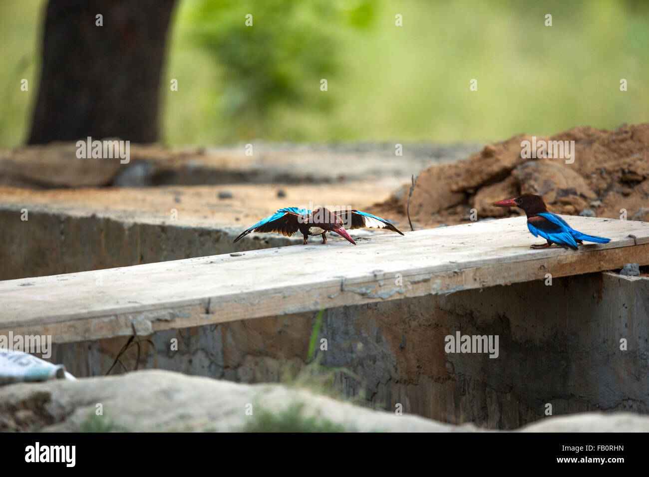 Il corteggiamento di Kingfisher uccelli Foto Stock