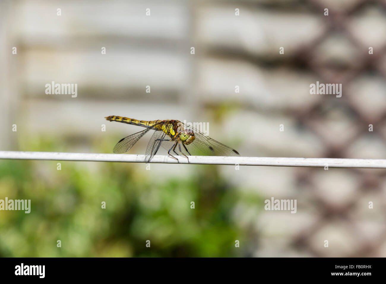 Common darter dragonfly (Sympetrum striolatum) arroccato su una linea di lavaggio in un giardino interno nel sud ovest dell'Inghilterra. Foto Stock