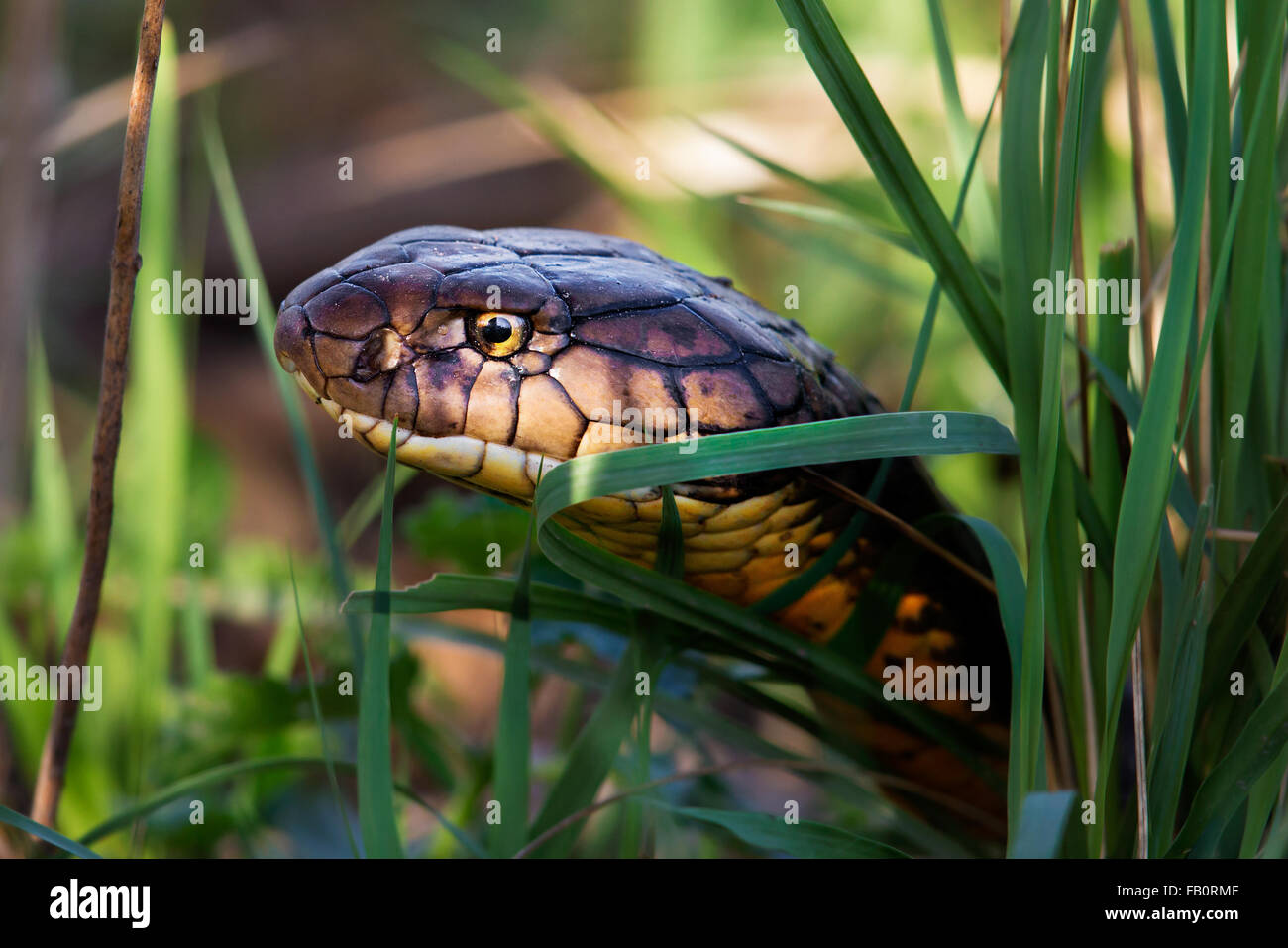 Cobra reale a Rajaji National Park Foto Stock