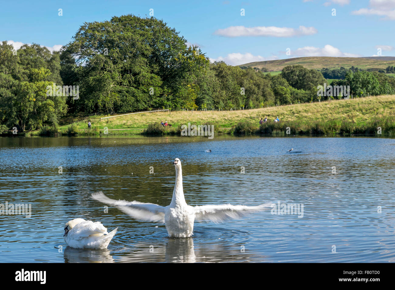 Un cigno aprendo le sue ali in un lago Talkin Tarn, Carlisle, Regno Unito Foto Stock