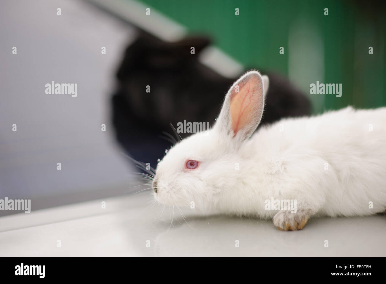 Due adorabili coniglietti i colori nero e bianco Foto Stock