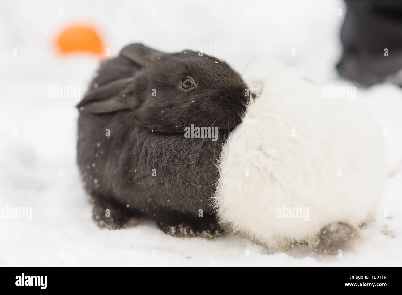 Due adorabili coniglietti i colori nero e bianco Foto Stock