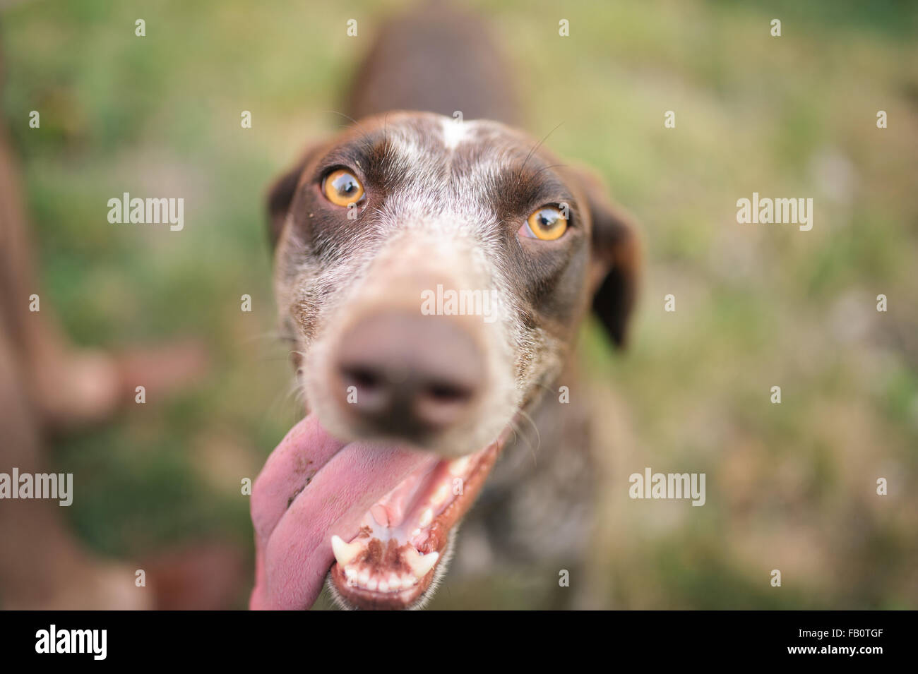 Simpatico cane sorridente pieno di felicità per esterno Foto Stock