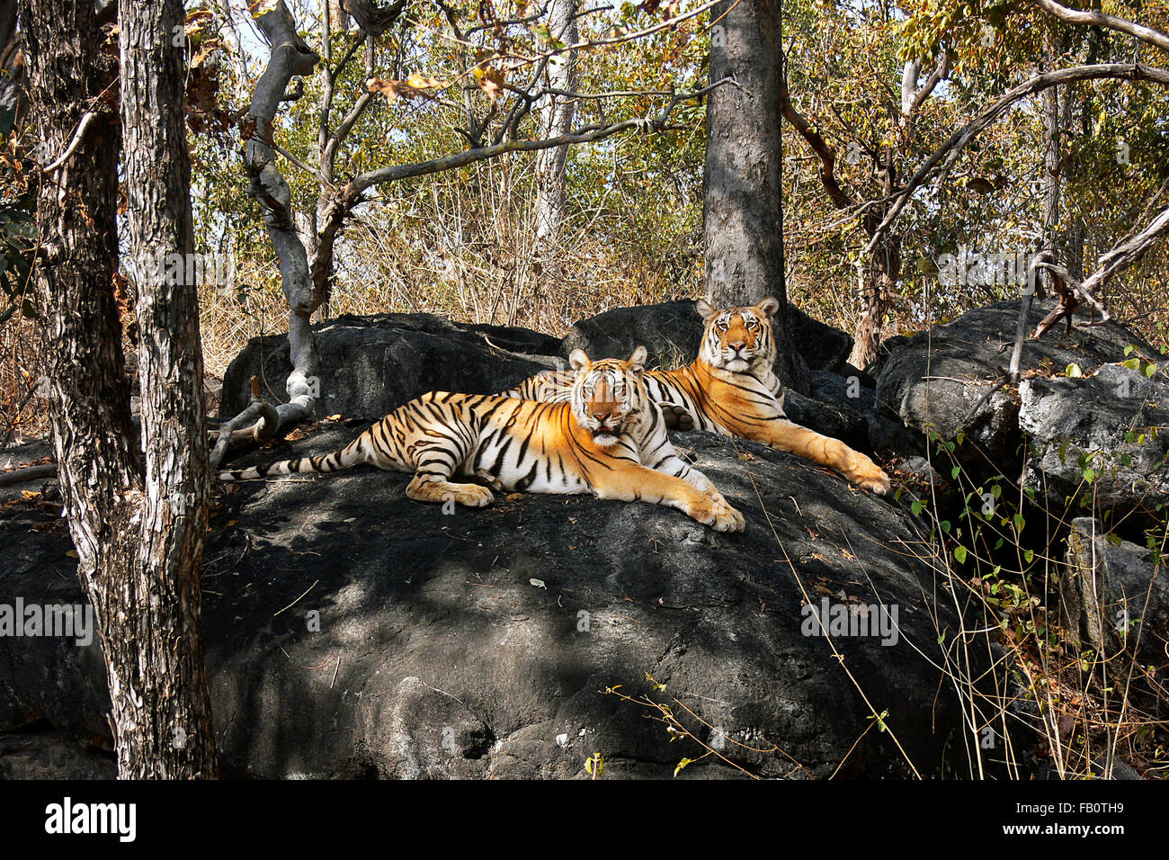 Tigri su una collina Foto Stock