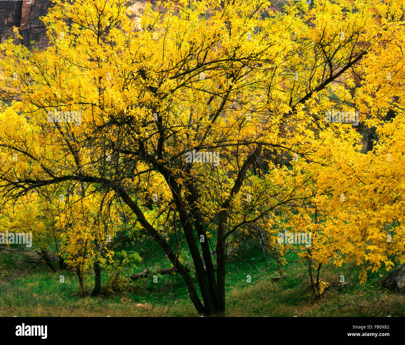 Pioppi neri americani di albero in Zion Canyon dello Utah STATI UNITI D'AMERICA Foto Stock