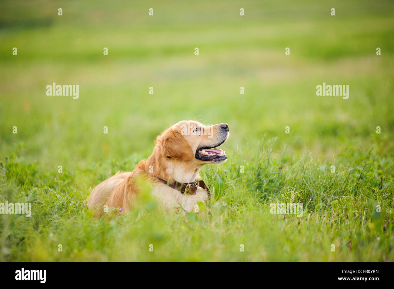 Il Labrador retriever, recante nella parte anteriore del background di erba Foto Stock