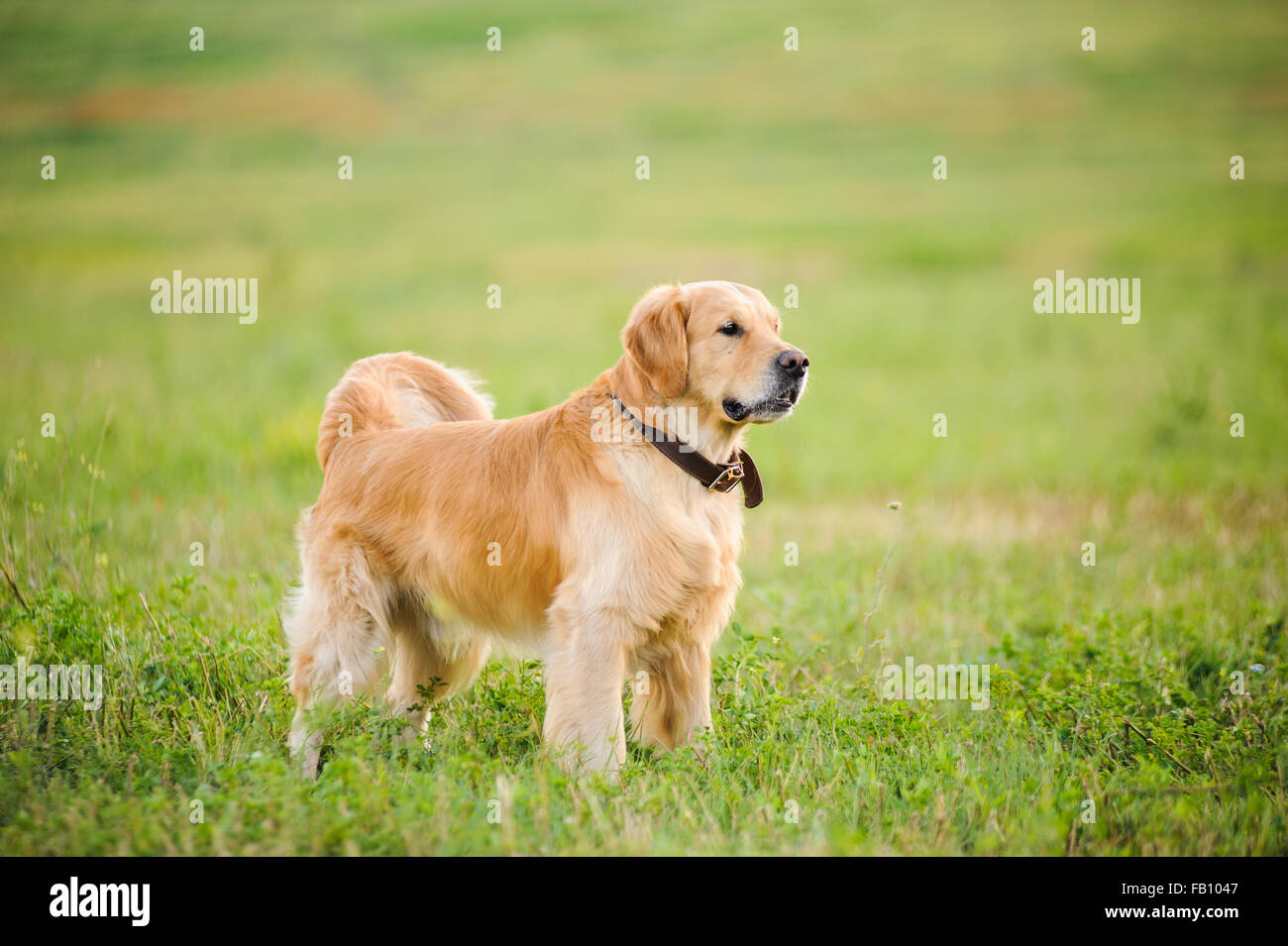 Il Labrador retriever, rimanendo davanti a sfondo di erba Foto Stock