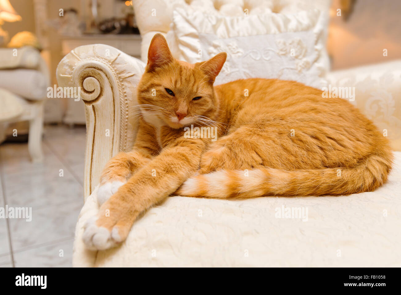 Orange tabby cat avente un riposo rilassante Foto Stock