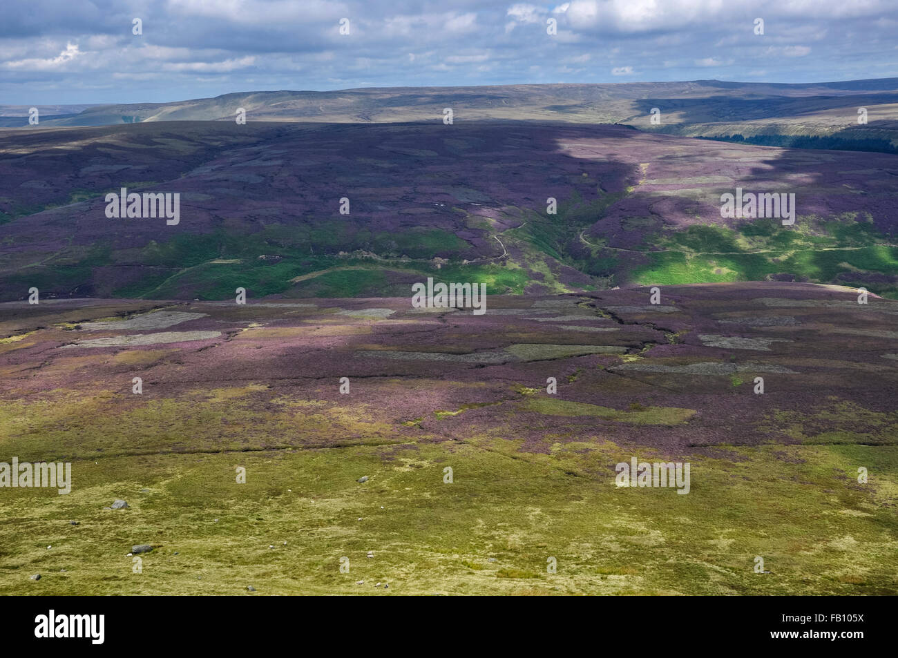 Heather brughiera coperta in High Peak, Derbyshire. Foto Stock