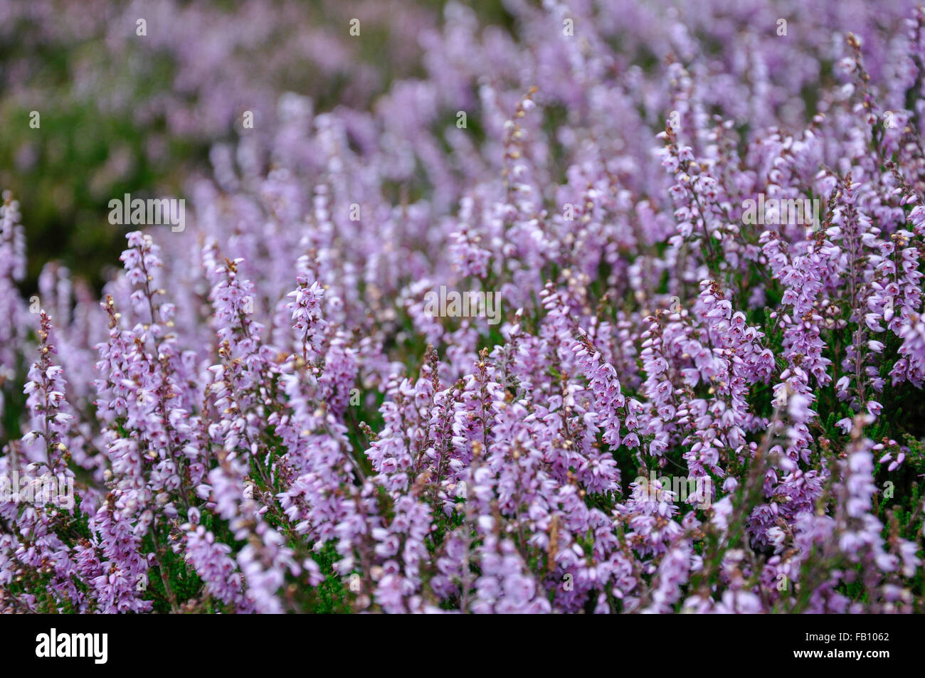 Close up viola chiaro fioritura heather sulle brughiere del nord dell'Inghilterra. Foto Stock