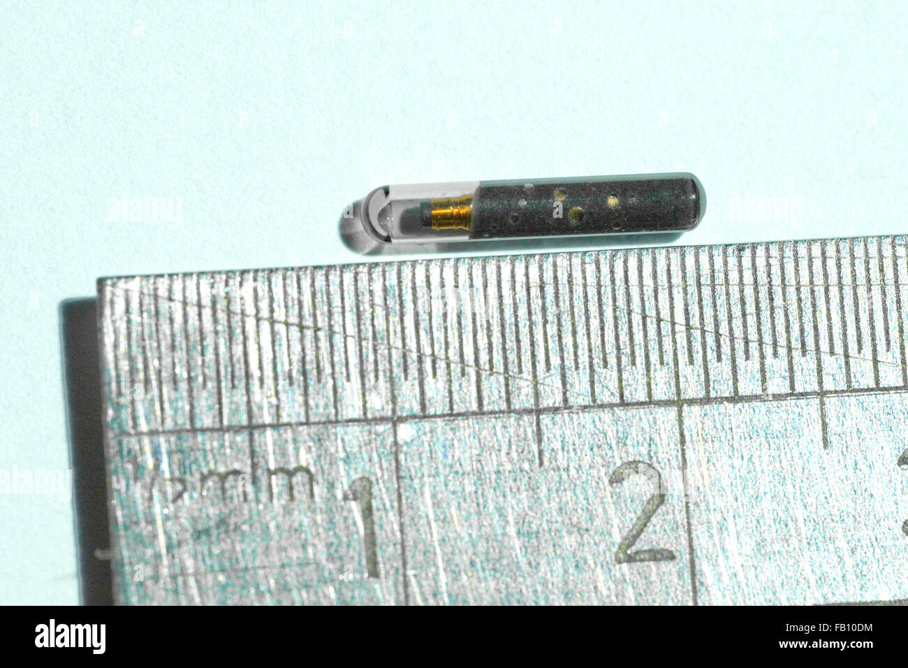 Microchip contro un righello per mostrare la sua dimensione Foto Stock