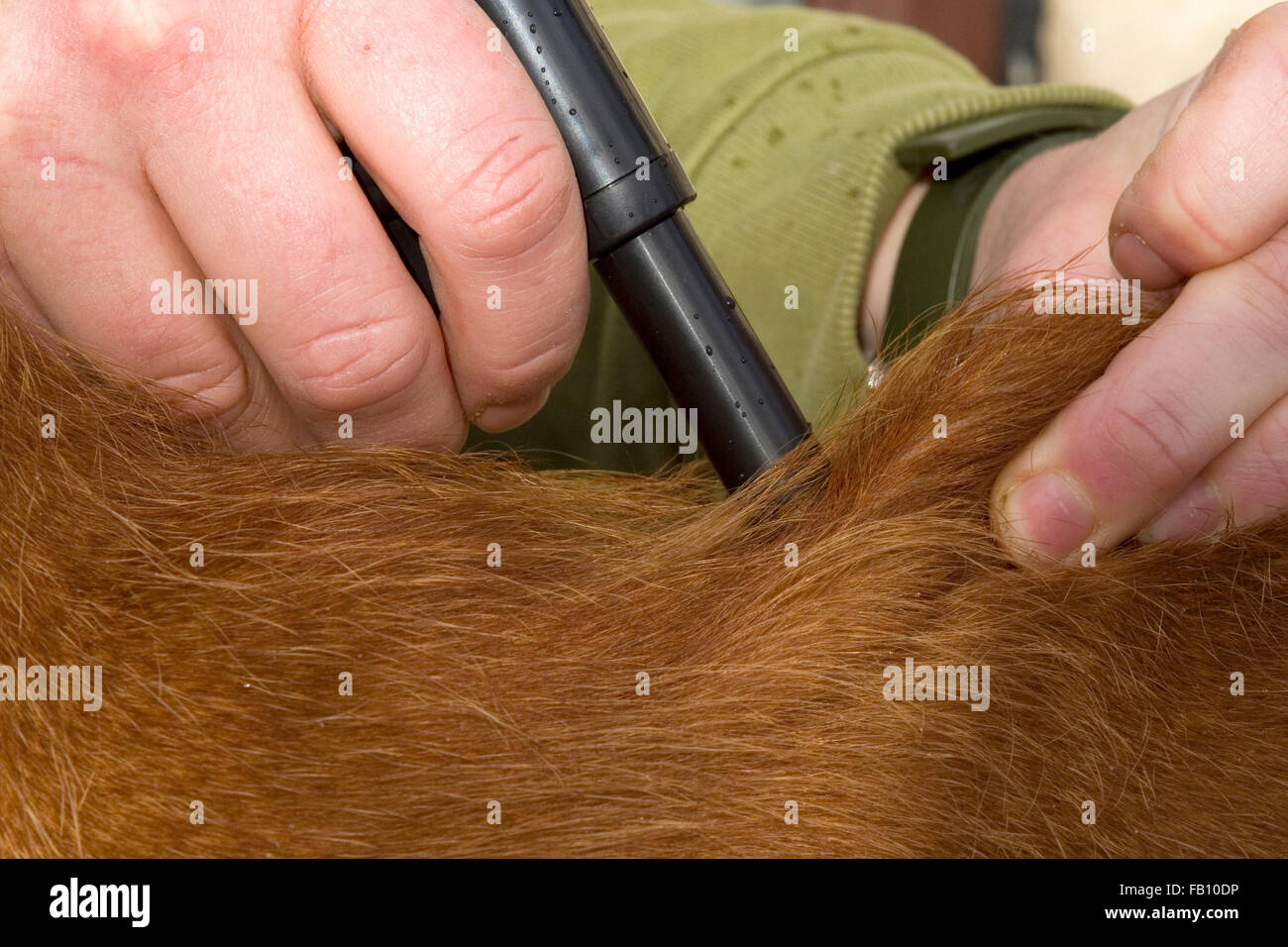 I trasponditori il tuo cane Foto Stock