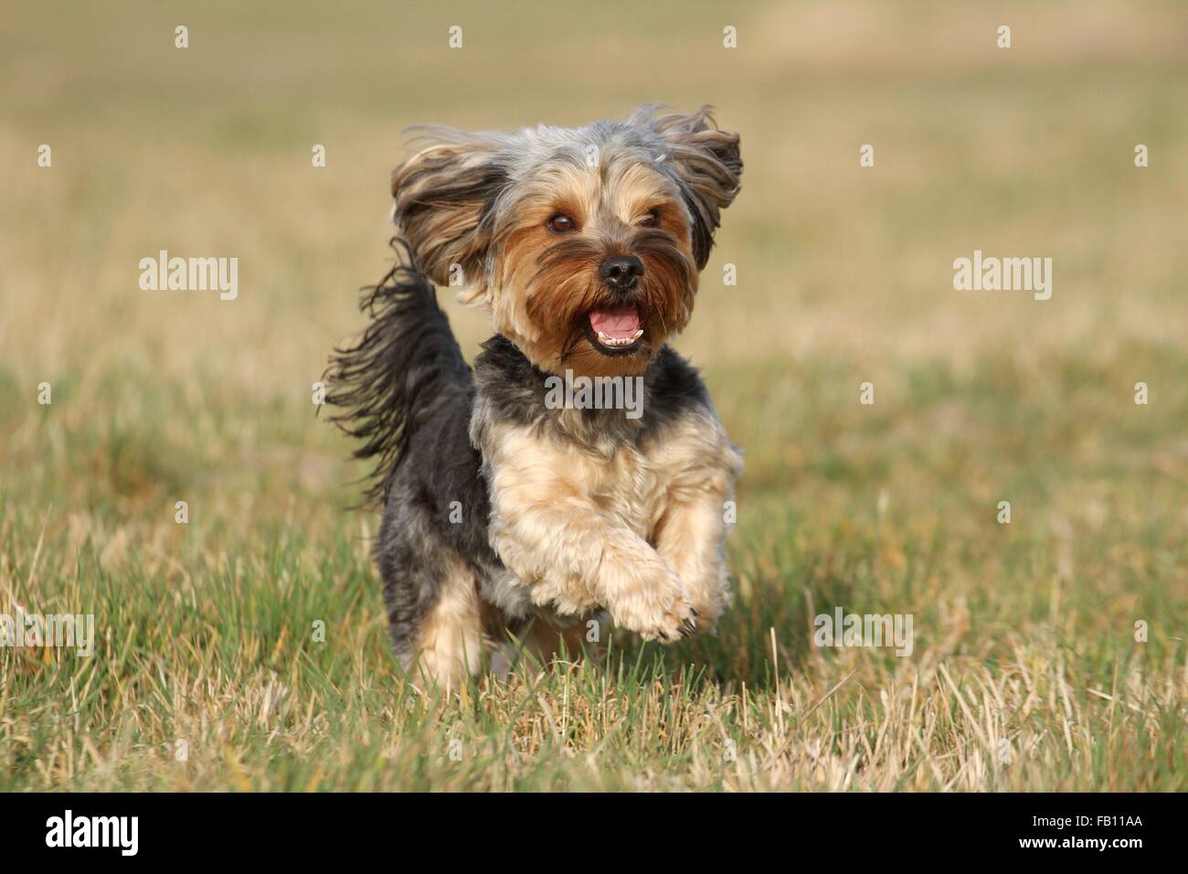 Esecuzione Yorkshire-Terrier-Mongrel Foto Stock