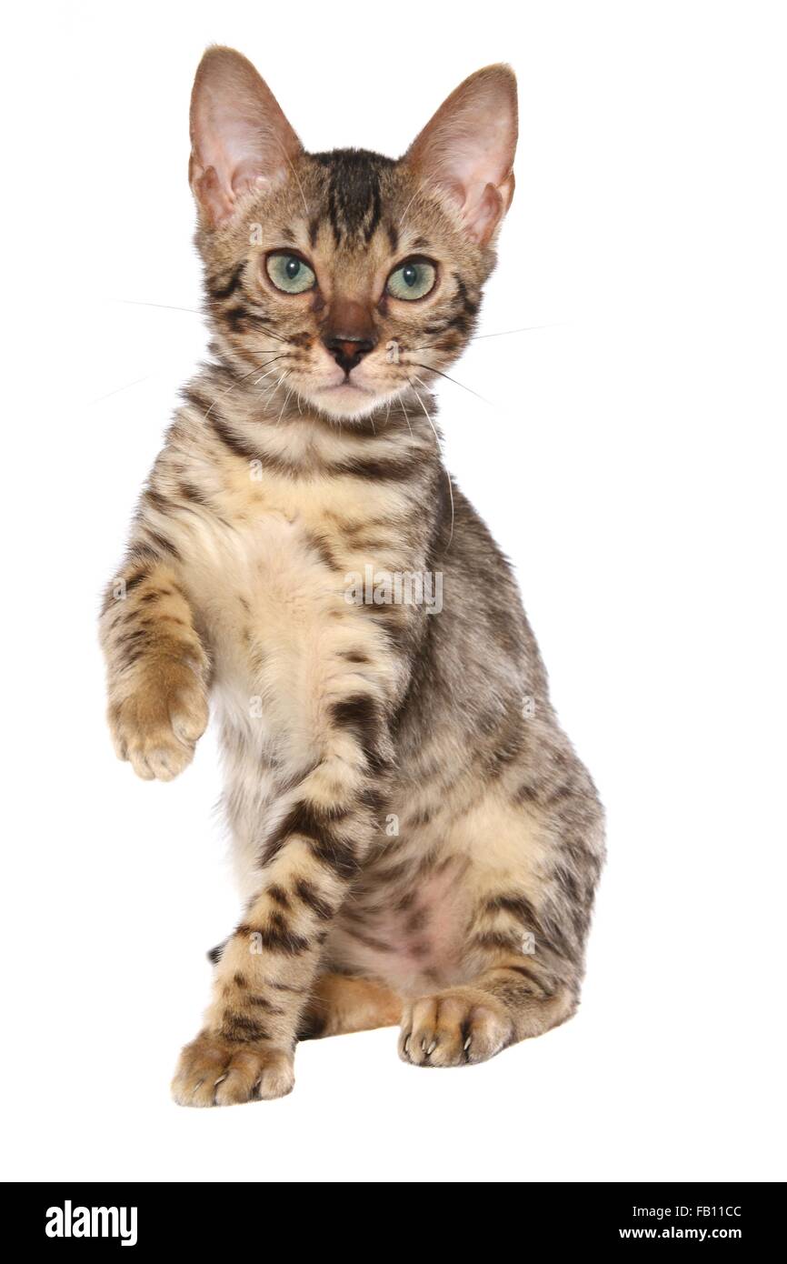 Giovani Gatto bengala Foto Stock