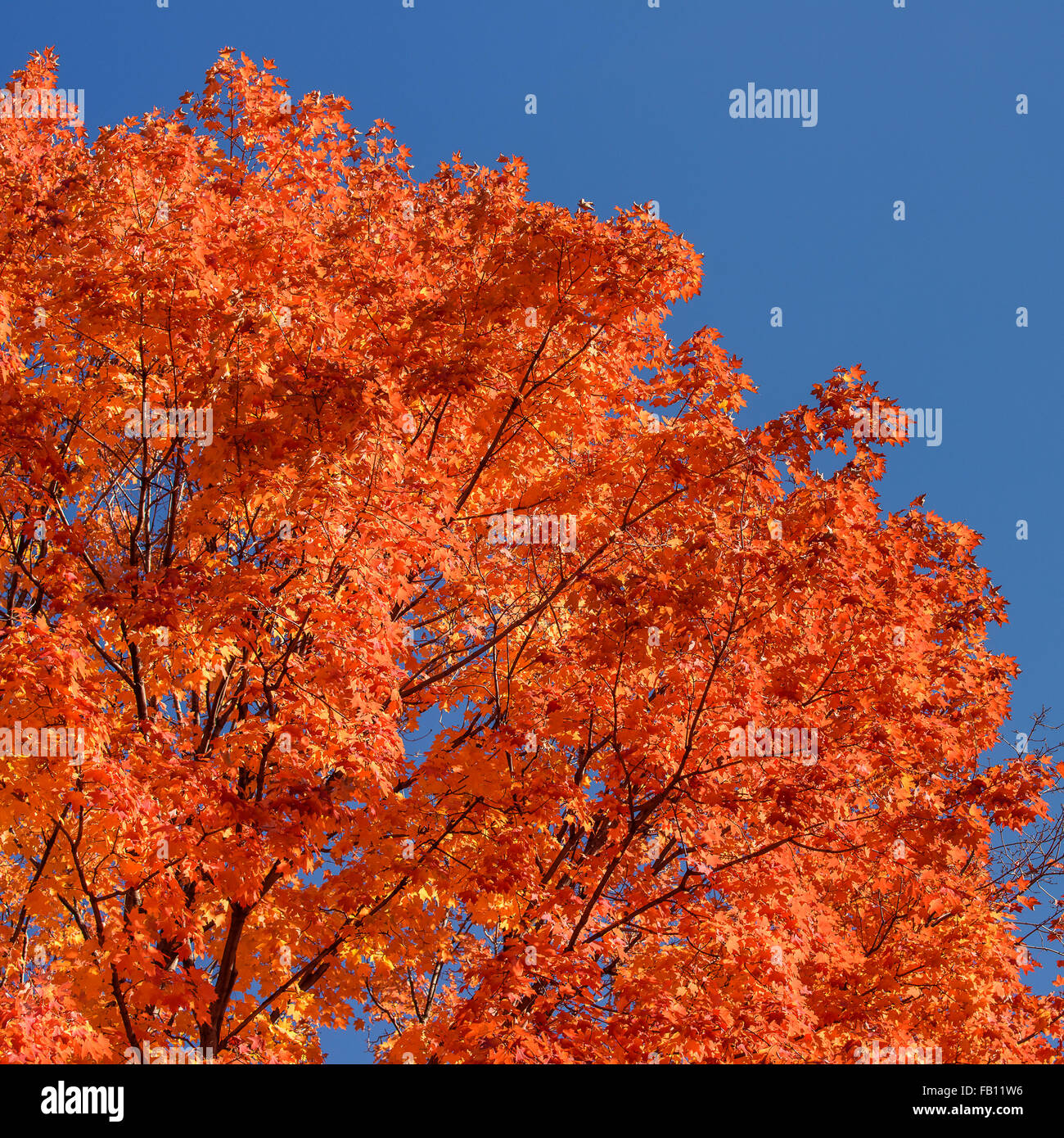 A basso angolo di vista di alberi con foglie di autunno Foto Stock