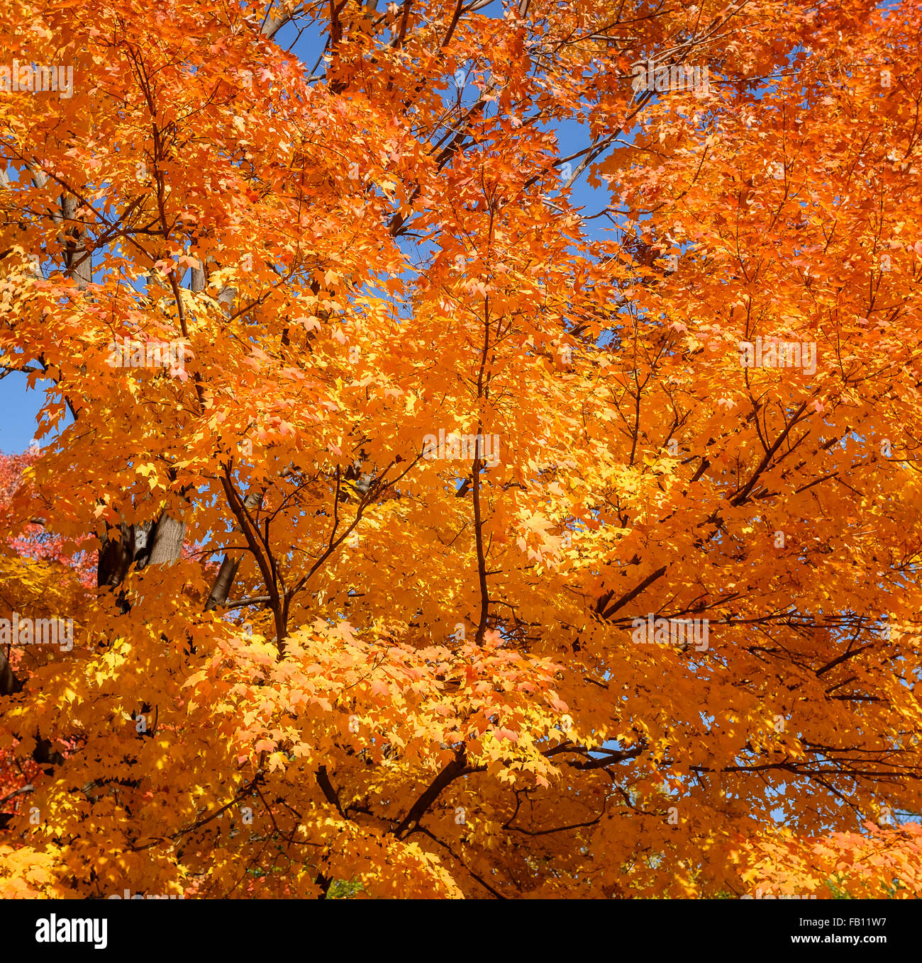 Albero con foglie di autunno Foto Stock