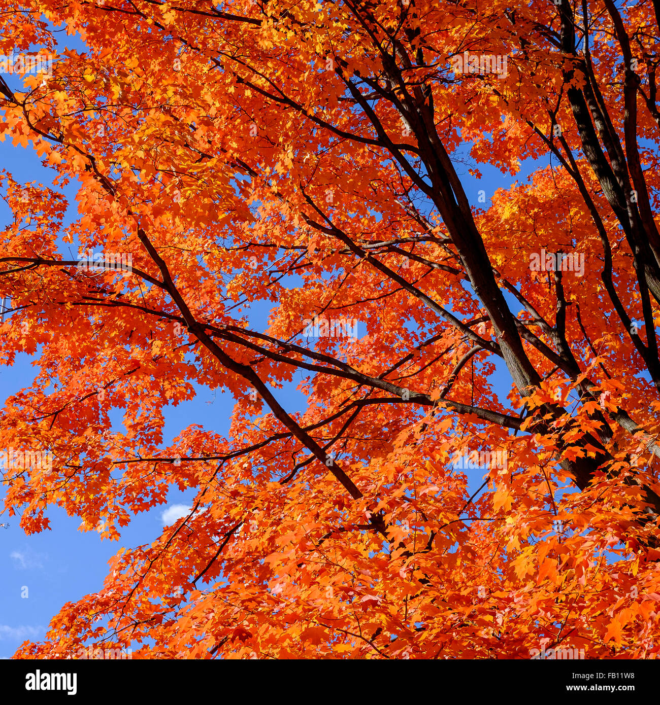 Albero con foglie di autunno Foto Stock